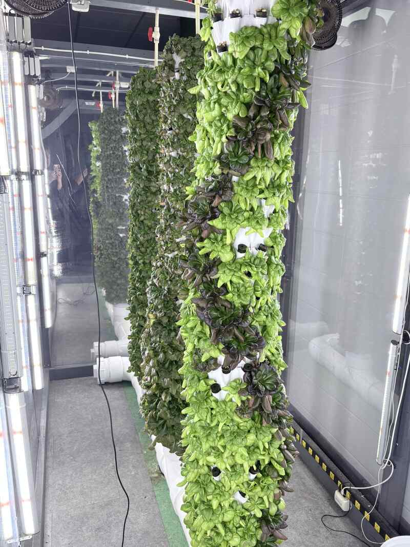 Aeroponic towers with lettuce