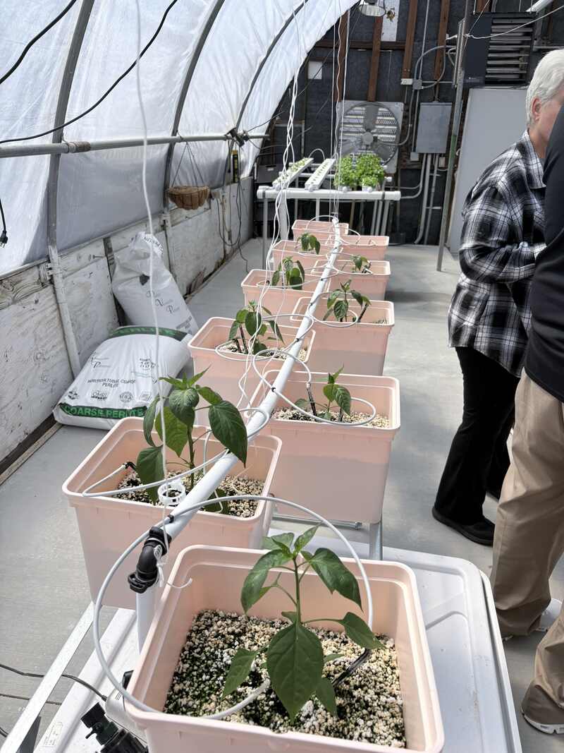 Hydropnic system in greenhouse