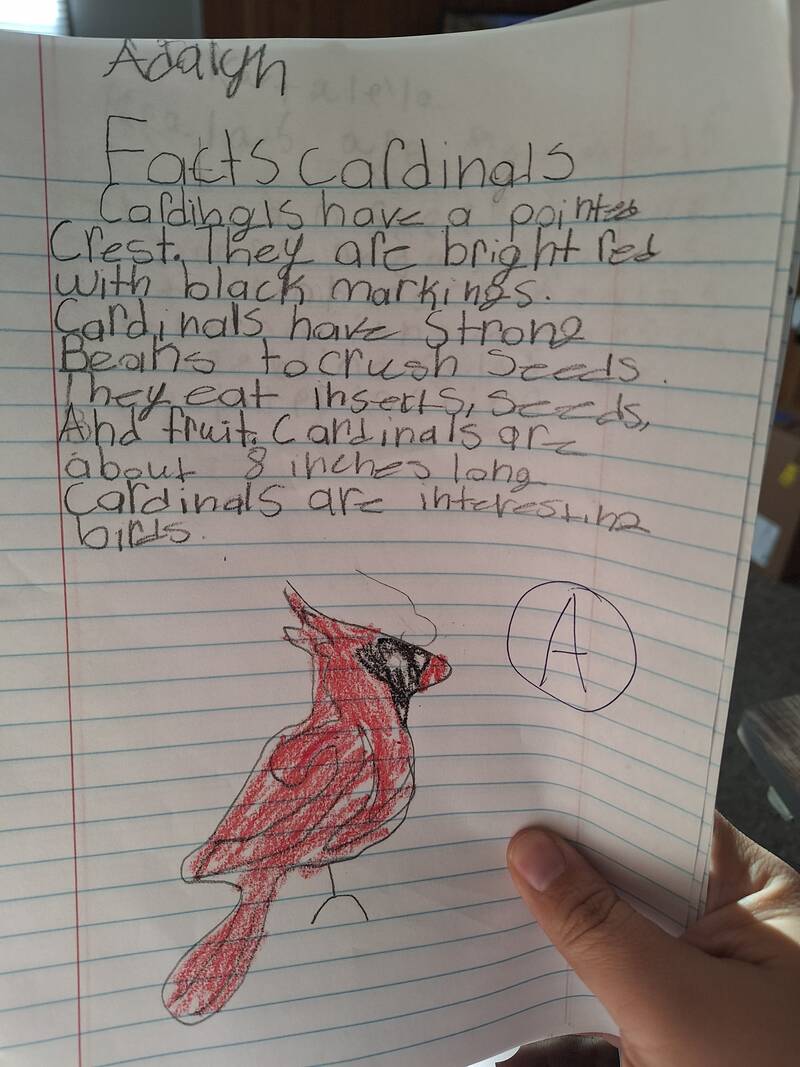 Student writing assignment on cardinals
